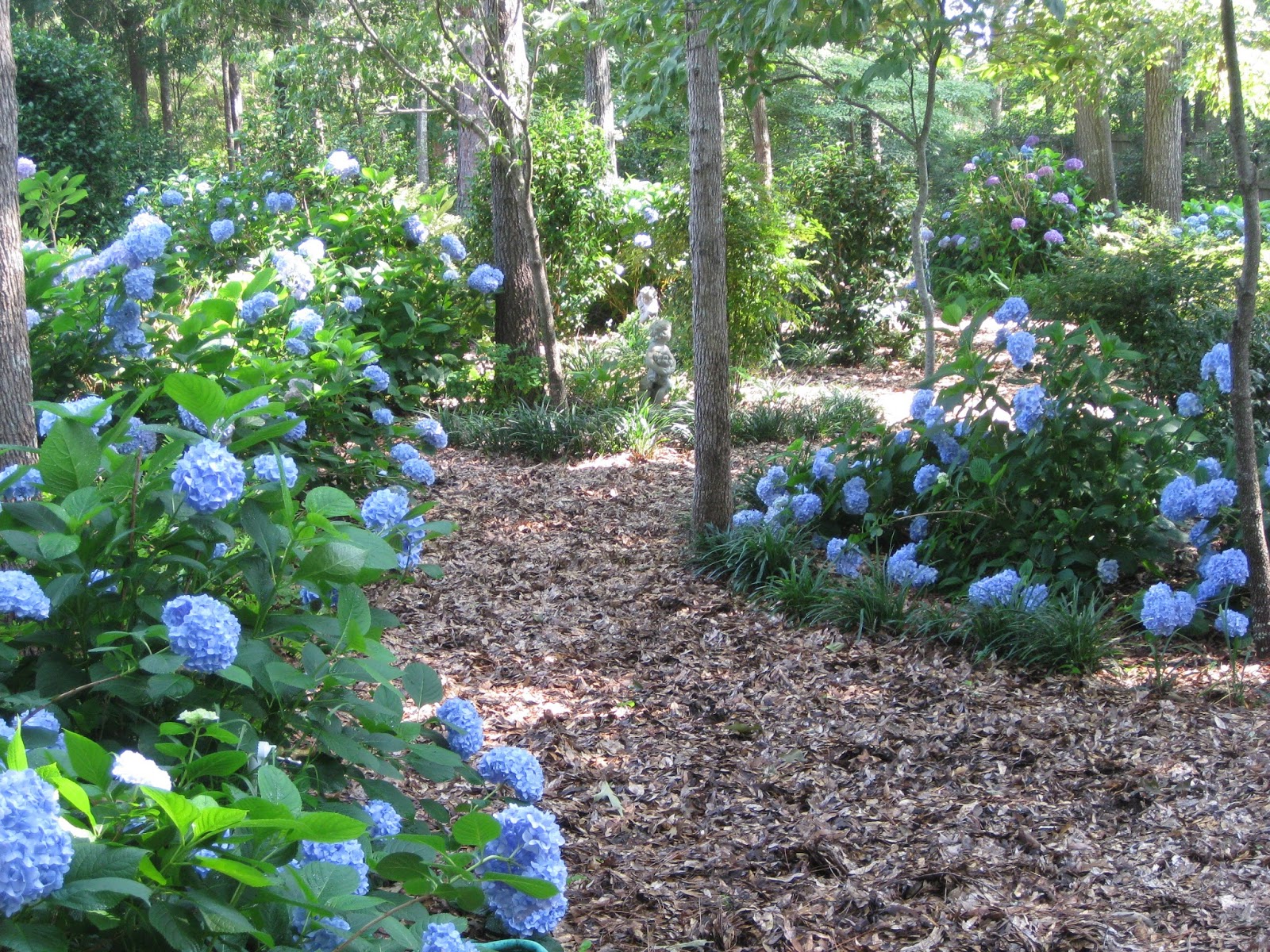 Ruby Slippers Oakleaf Hydrangea A Native Compact Flowering Shrub
