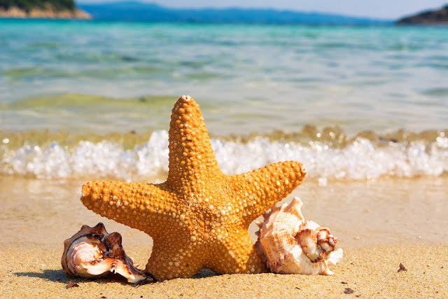 Beach Coast Water HD Wallpaper Beach Coast Water HD Wallpaper