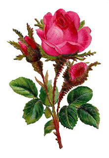 digital rose artwork rose flower art botanical image digital illustration