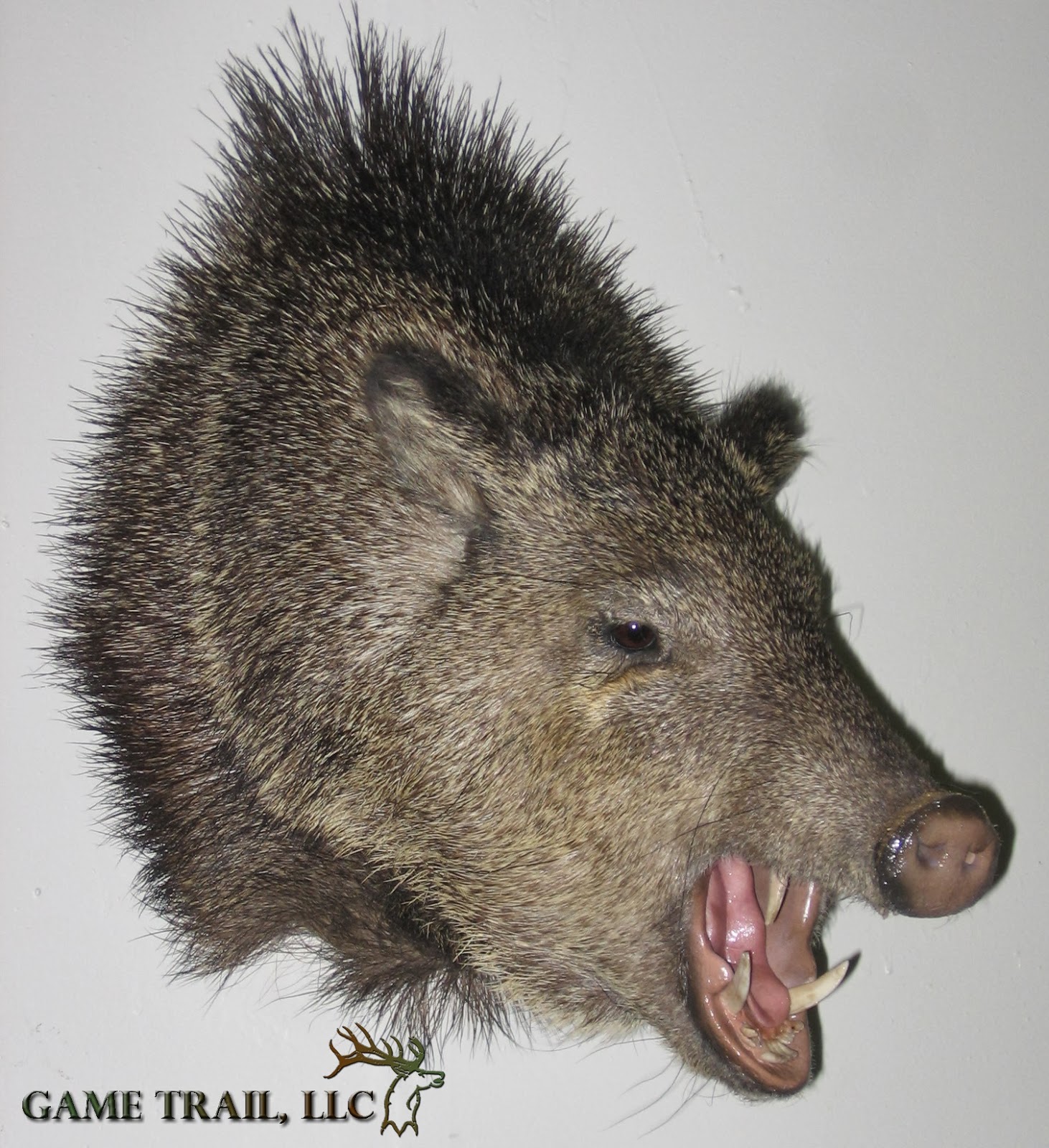 Game Trail Taxidermy