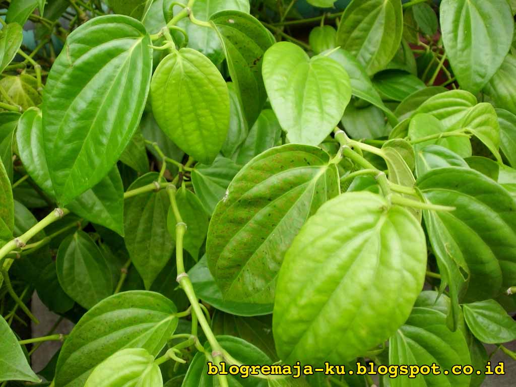 MGp: BERBAGAI MANFAAT DARI DAUN SIRIH MERAH DAN HIJAU