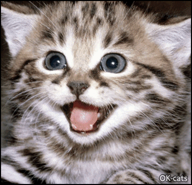 Art Cat GIF • Morphing effect from a Kitten to a roaring Lion. the real Katy Perry Kitten Art Cat GIF • Morphing effect from a Kitten to a roaring Lion. the real Katy Perry Kitten
