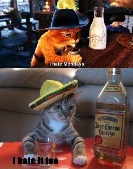 Drunk Cats - I Hate Mondays - I Hate It Too