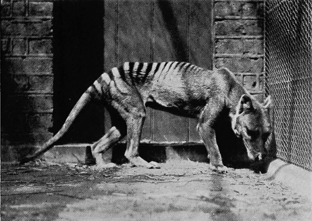 The Last Known Photographs of the Now Extinct Thylacine, Known as the