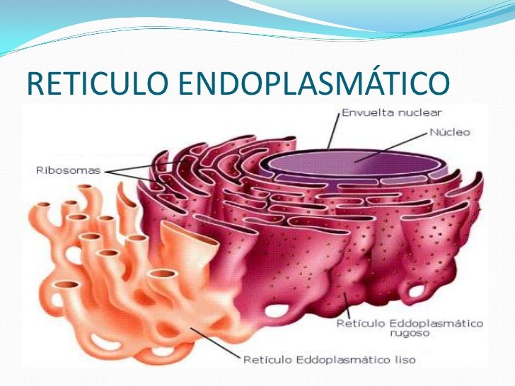 Retículo endoplasmatico