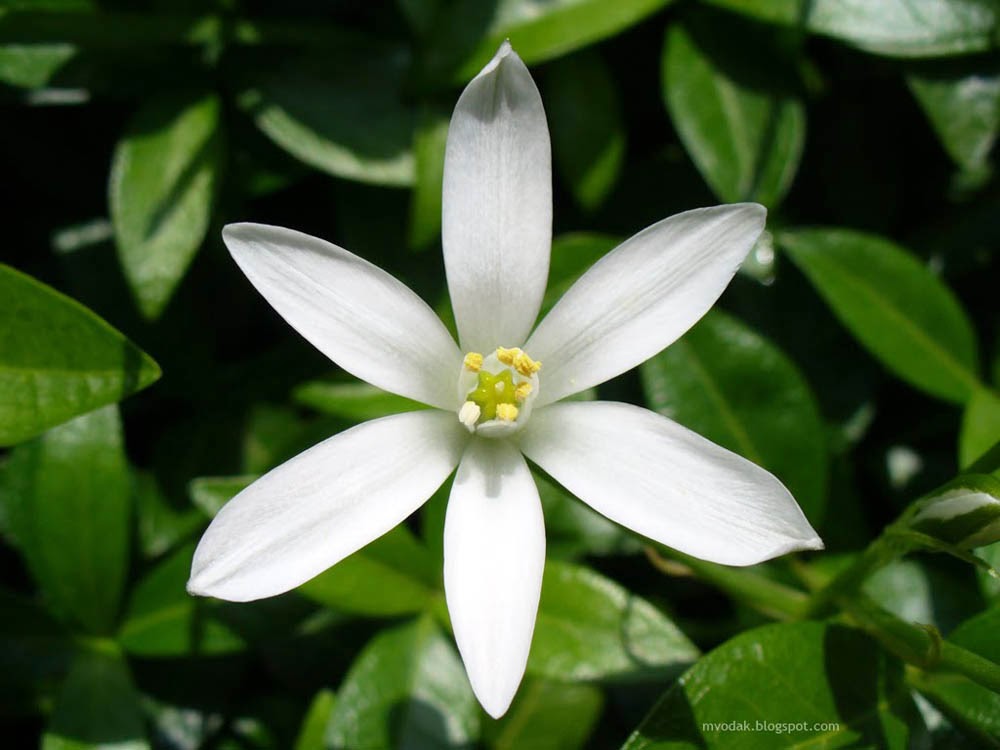 gambar bunga melati putih
