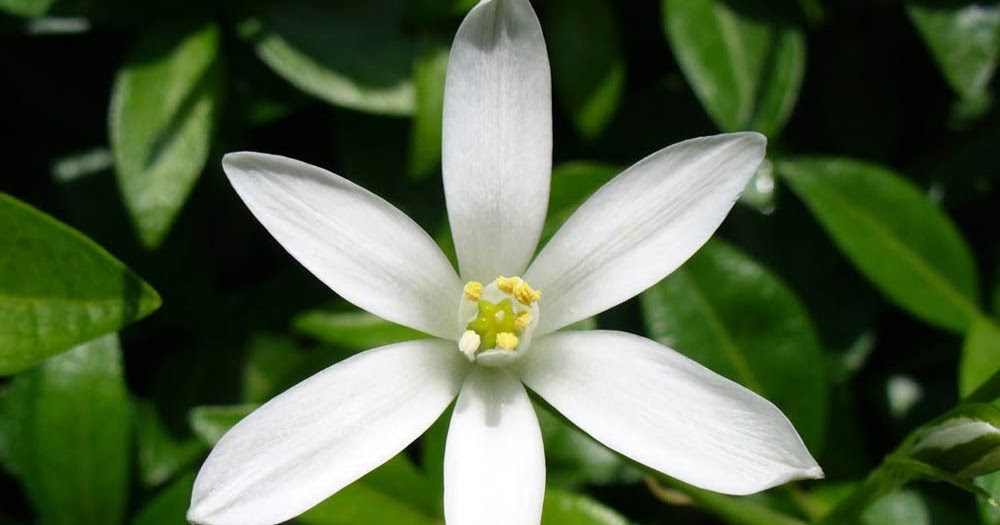 Kumpulan Gambar  Bunga  Melati  yang Indah dan Cantik Blog Bunga 
