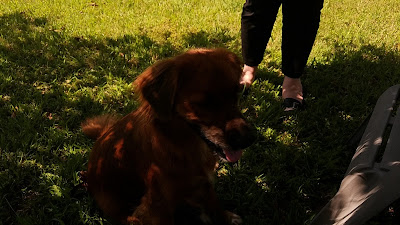 Eclipse-watching dog Solar Eclipse 2017 dog Nashville Tennessee 1:10 PM