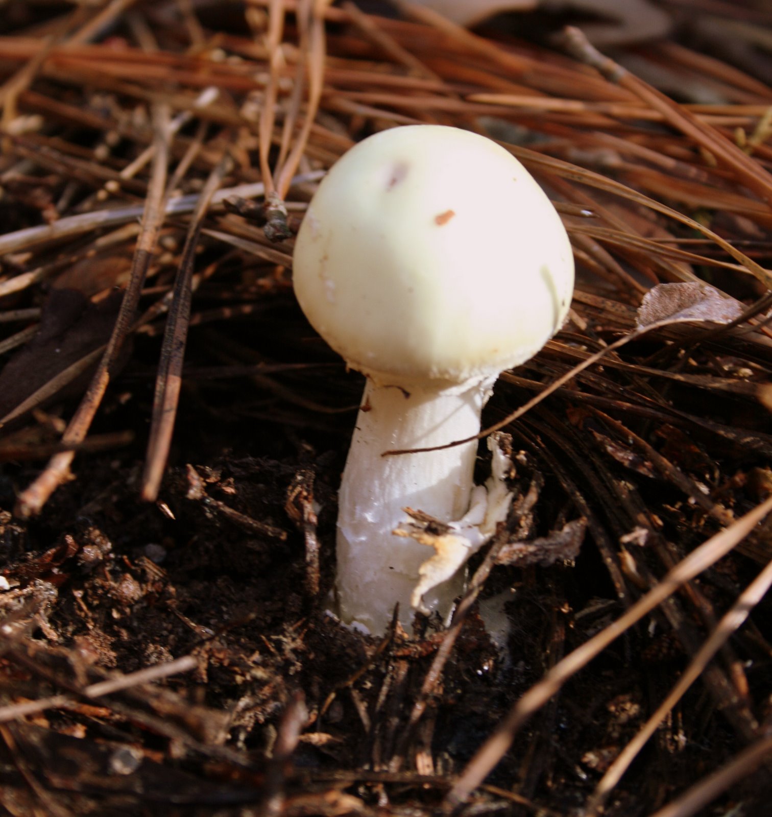 South Englishtown Gazette A Couple of Winter Mushrooms One Edible and