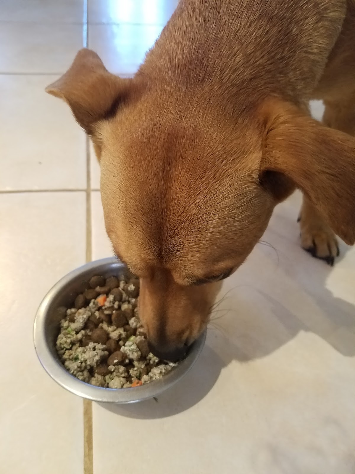 Frugal Shopping and More Tylee's Chicken Recipe HumanGrade Dog Food 