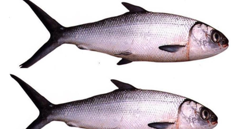 Erek Erek Ikan Bandeng 2D 3D 4D Menurut Buku Mimpi Erek Erek