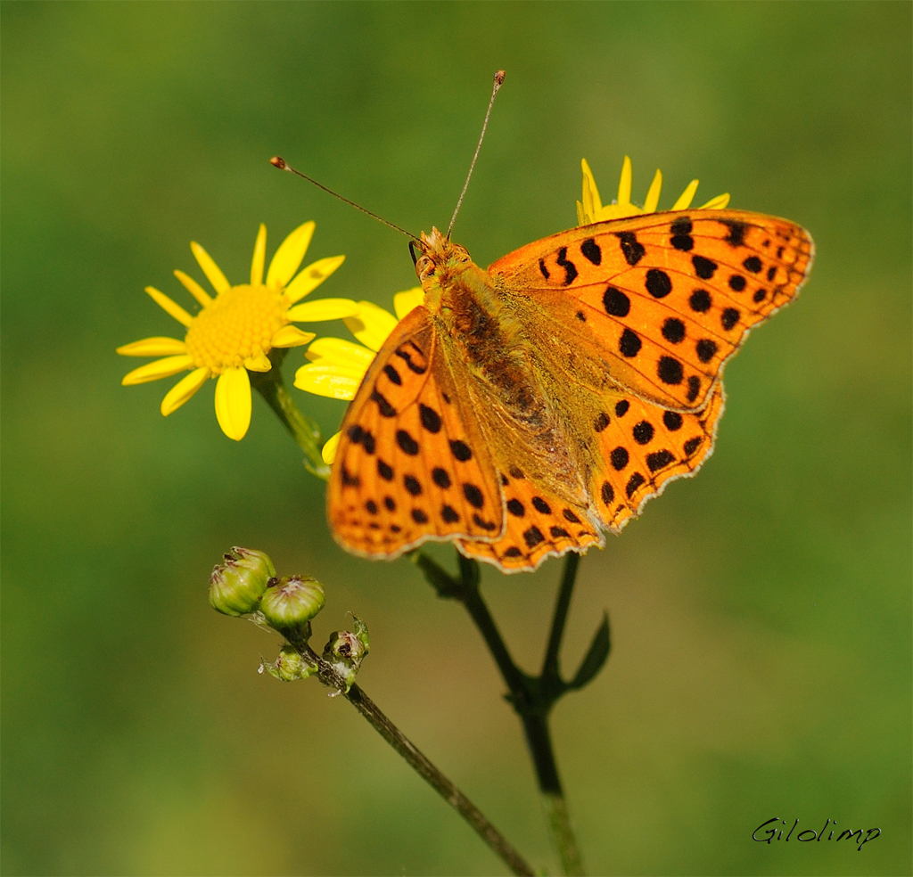 MARIPOSAS Vuela, vuela, vuela, vuela mariposa Pósate en la rama