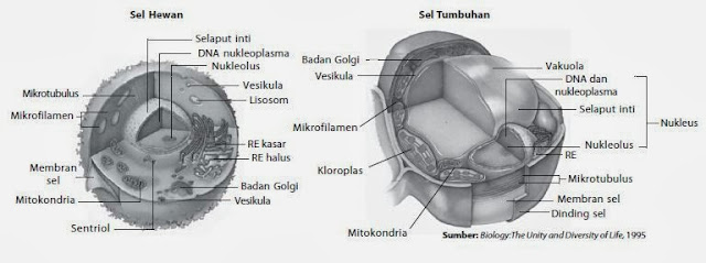 Perbedaan sel hewan dan tumbuhan Perbedaan sel hewan dan tumbuhan