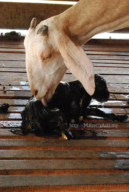 Chèvre donnant naissance Malaisie