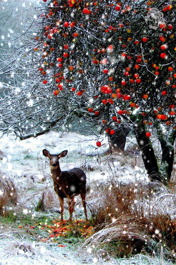 Animated Winter Gif