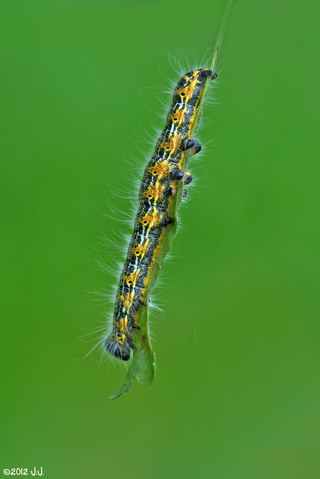 JJ's Photographic nature blog Caterpillars preparing for winter...
