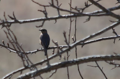 female bluebird in pear tree female bluebird in pear tree