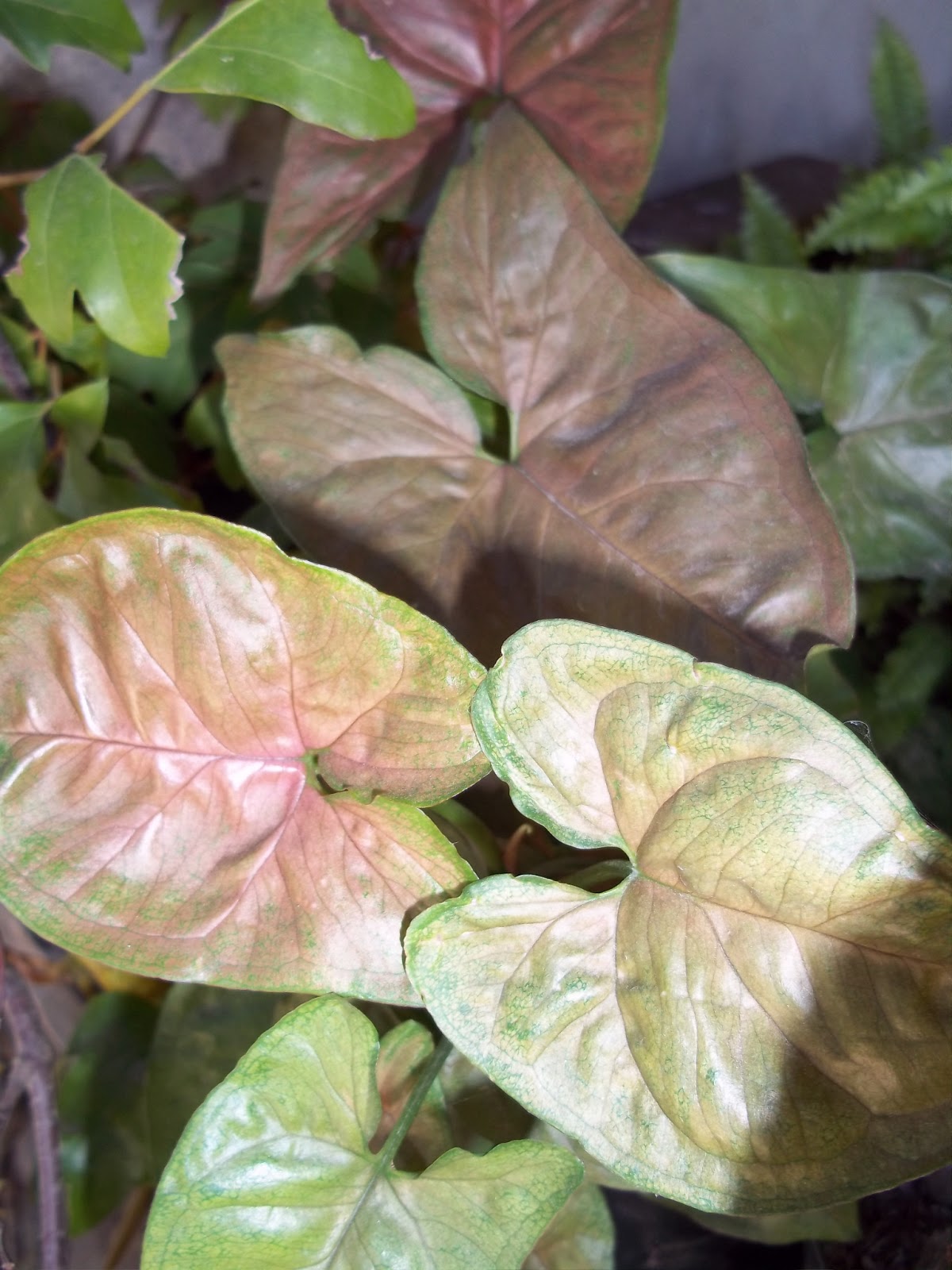 Сингониум Боб Алюжн Фото – Telegraph