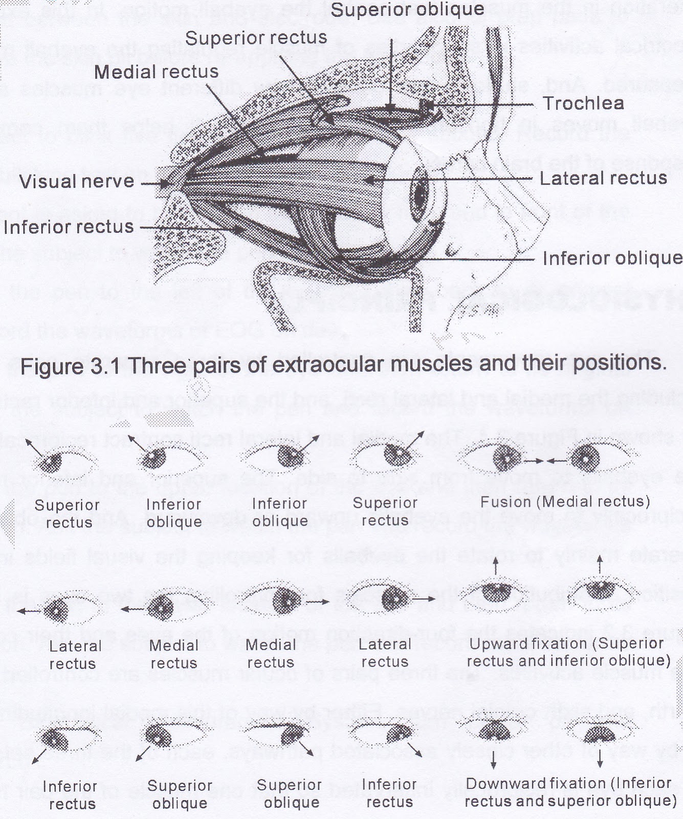 Eye Muscles Assesment
