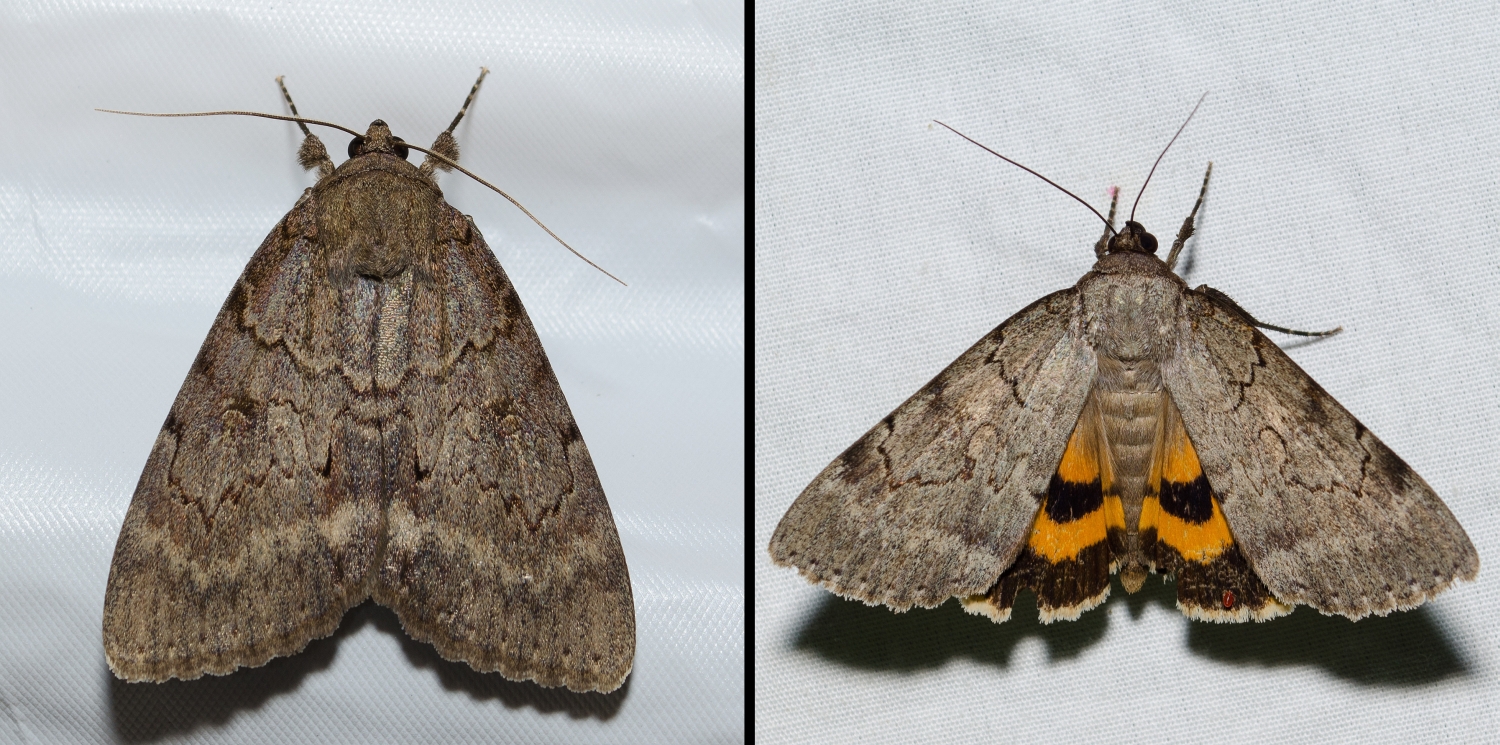 Magdalen Underwing, Catocala illecta
