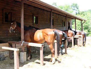Horses in their stables Horses in their stables