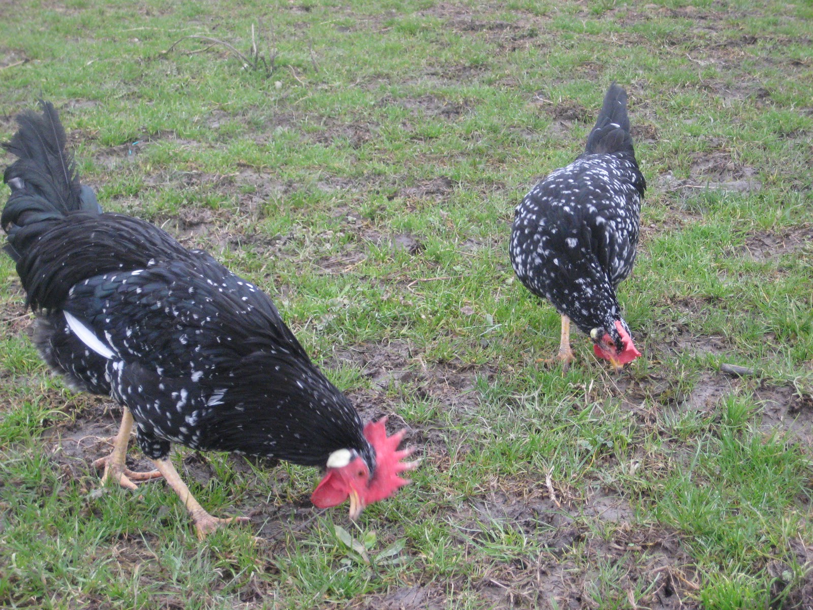 Allevamento da Gianté Polli italiani
