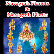 best astrologer for navagrah solutions