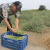 Los espárragos desplazan al plátano en Molino Cajanleque