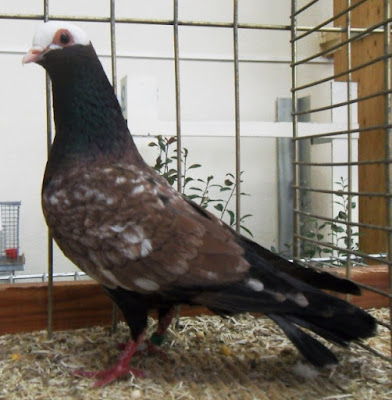 Katalanischer Tümmler - tumbler pigeons - catalan