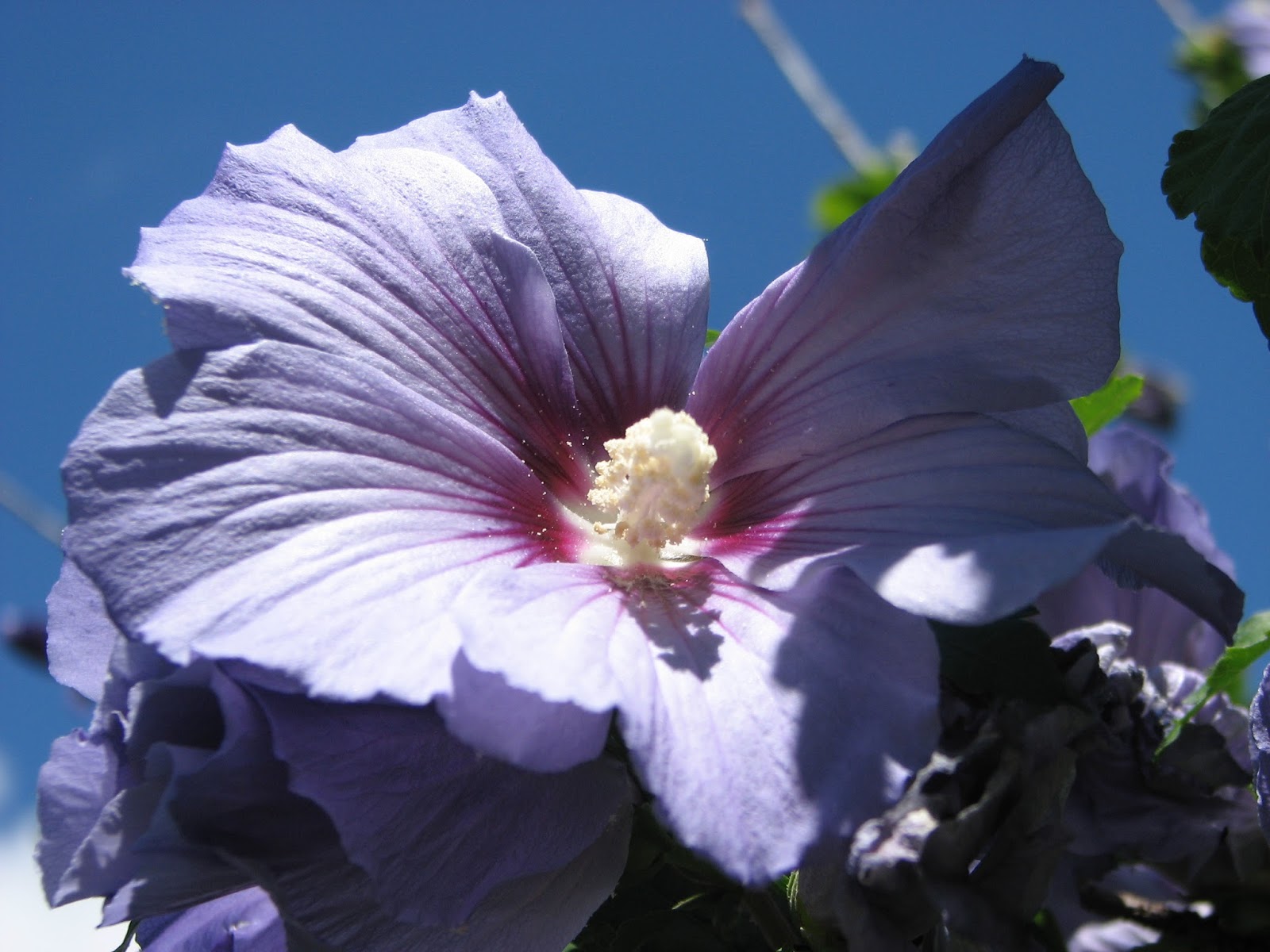 South Burlington, VT flowersAugust Litter with a Story To Tell