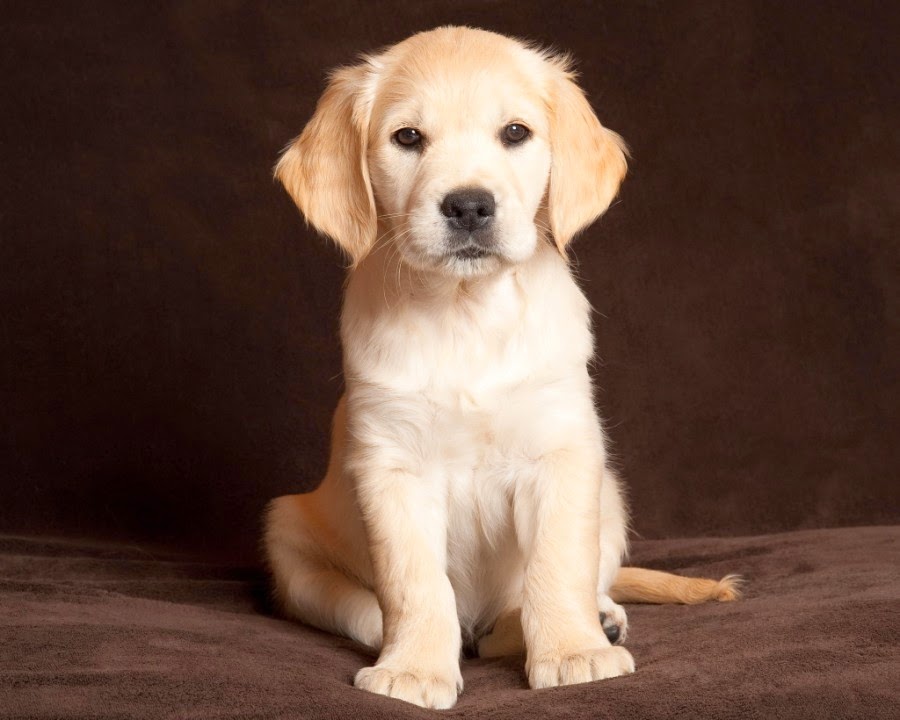 25 Most Important Golden Retriever Puppy Pictures