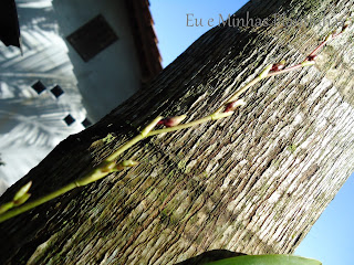 Botões da orquídea.