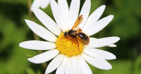 Pengertian Dan Contoh Perkembangbiakan Tumbuhan Secara Generatif Dan Vegetatif Website Pendidikan