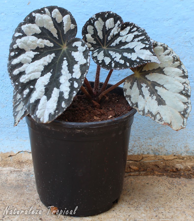 Begonia trasplantada a una maceta de plástico para que se mantenga la humedad durante más tiempo