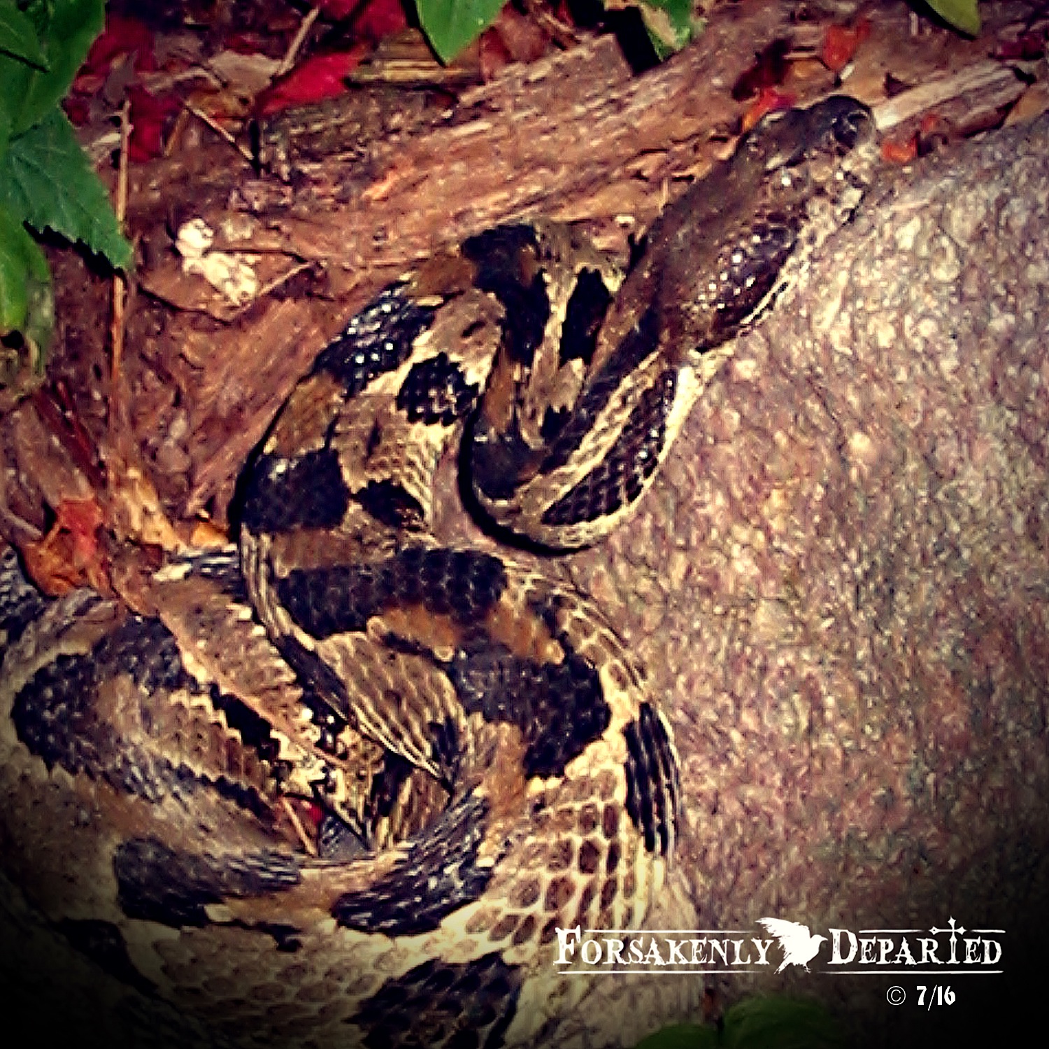 Forsakenly Departed Timber Rattlers