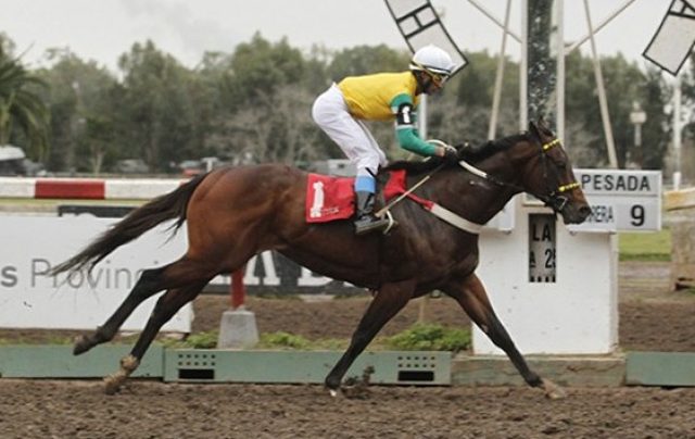 Stony Broke corre hoy el Handicap Bolivia en La Plata Stony Broke Archipenko La Plata