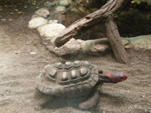 Turtle in Berlin Zoo.