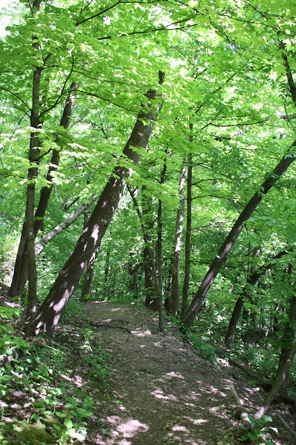 Wooded trail on Barn Bluff in Red Wing, Minnesota