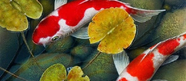 Jenis Tanaman Pemicu Warna Ikan Koi yang Mudah Didapat