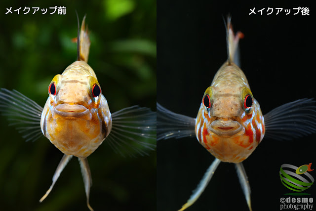 Apistogramma sp. D50 / sp. unibrow