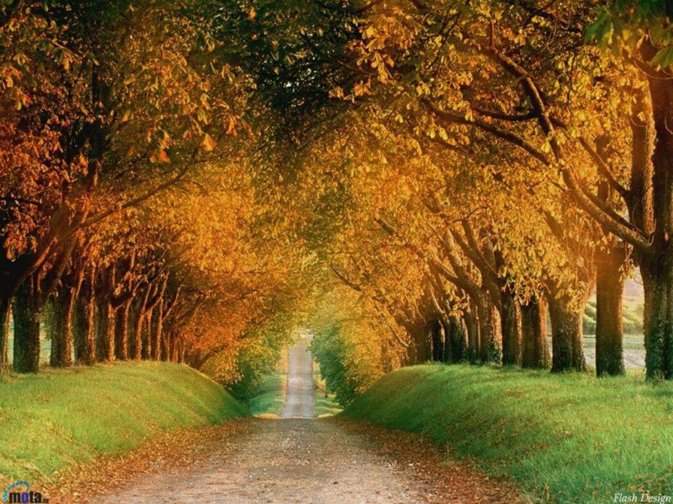 Amazing Tree Lined Path Bellisima