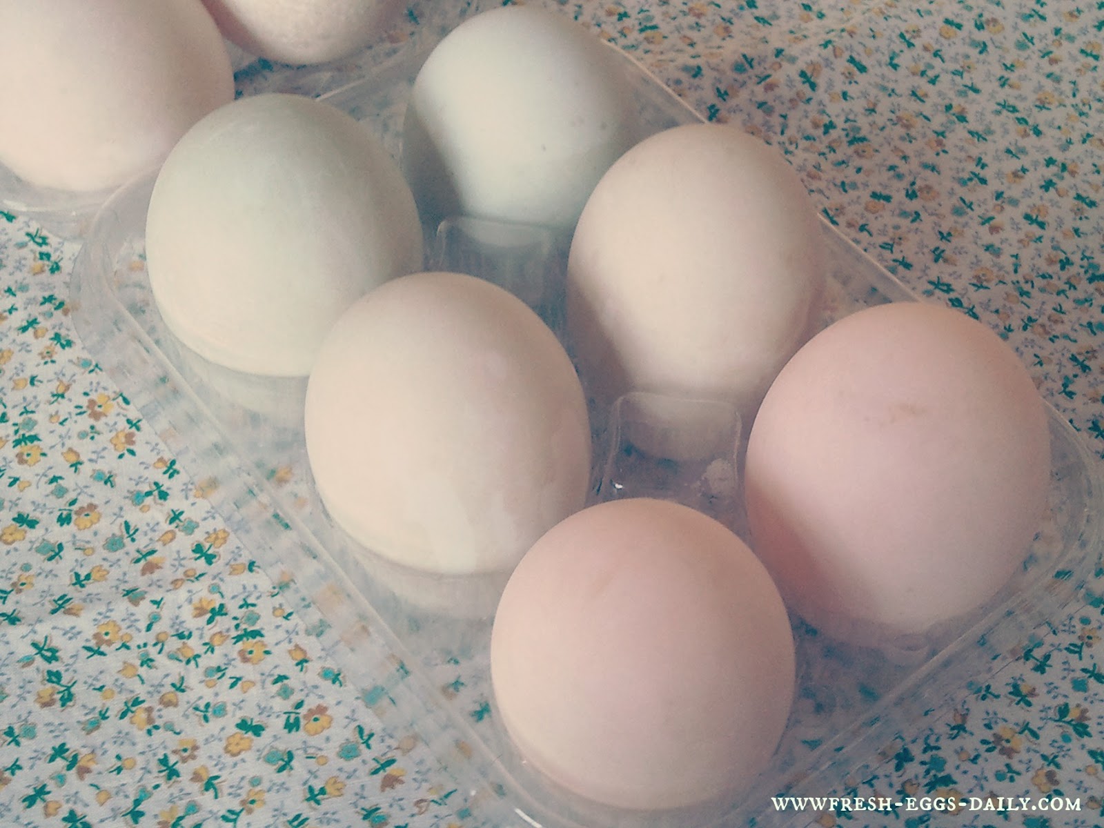 The Great Duck Hatching Eggscape Fresh