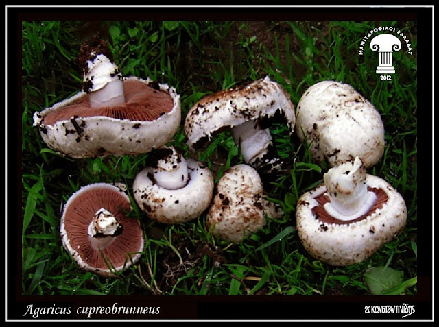 Agaricus cupreobrunneus (Jul. Schäff. & Steer) Pilát