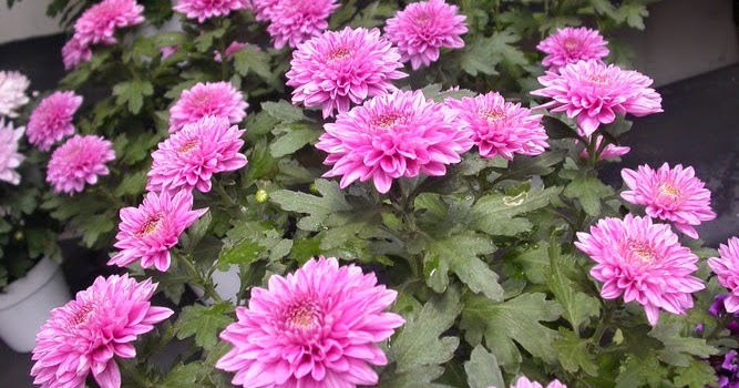 Bunga Krisan Kota Batu Apa itu bunga krisan??