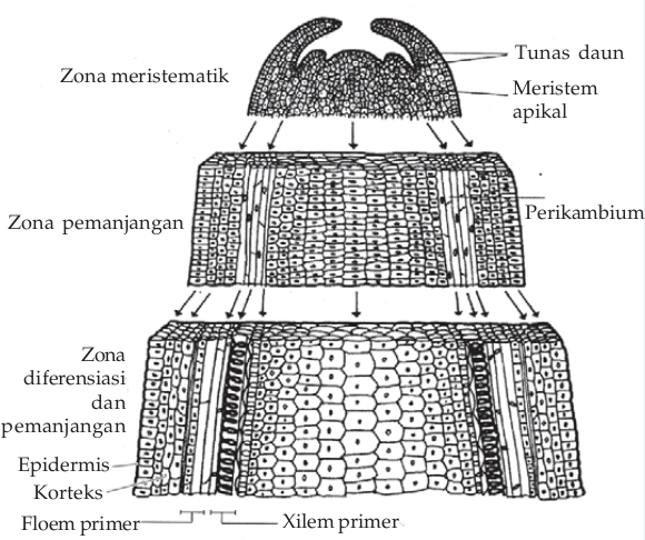 Penampang ujung batang Penampang ujung batang