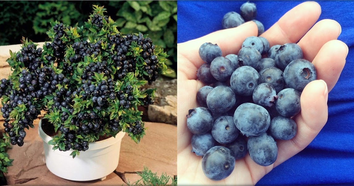 How To Grow Your Own Blueberries Recipes Health Ideas