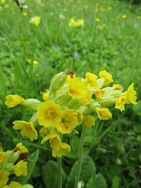 Primula veris - cowslip
