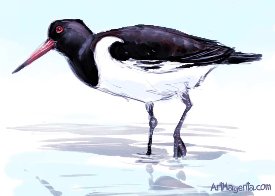 Birds Oystercatcher