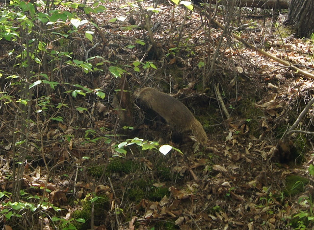 たぬきが飛び出てきました! たぬきが飛び出てきました!