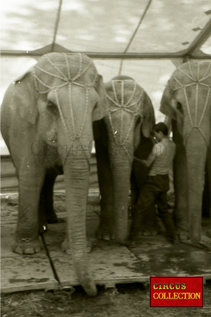 Un cornac met les harnais de tête aux éléphants du Cirque Franz Althoff 1967